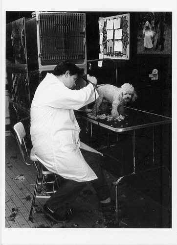 Poodle clipper brooklyn y - poodle,